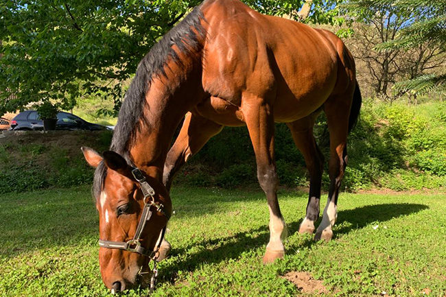 Pensione per cavalli ed escursioni a cavallo Avellino