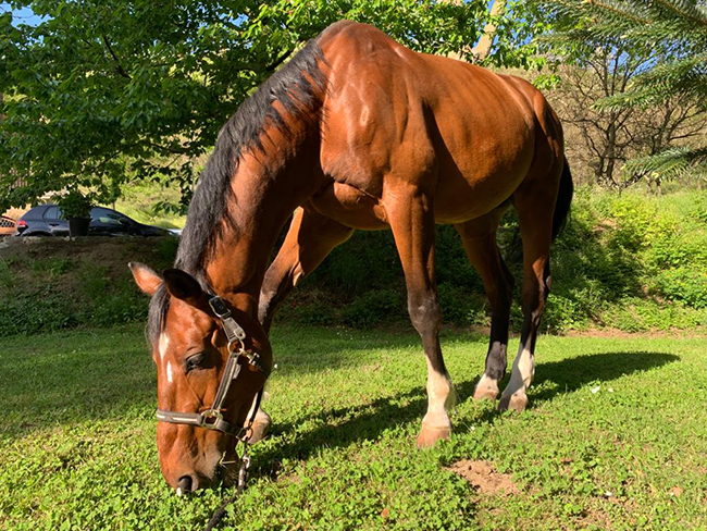 Pensione per cavalli ed escursioni a cavallo Avellino