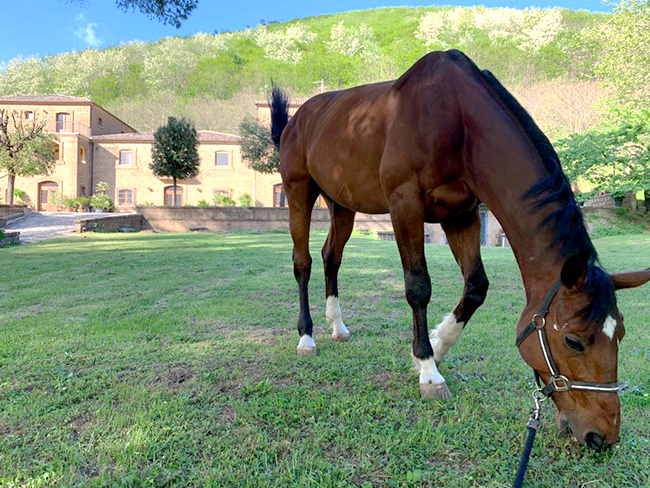 Pensione per cavalli ed escursioni a cavallo Avellino