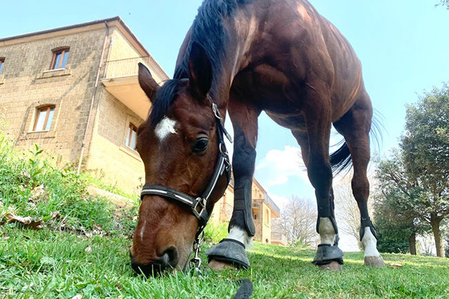 Pensione per cavalli ed escursioni a cavallo Avellino