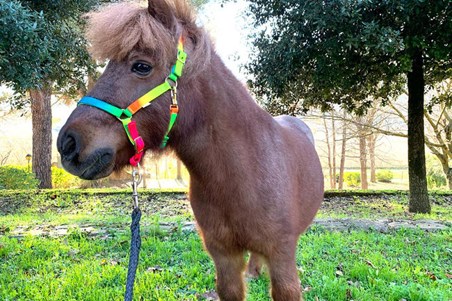 Pensione per cavalli ed escursioni a cavallo Avellino