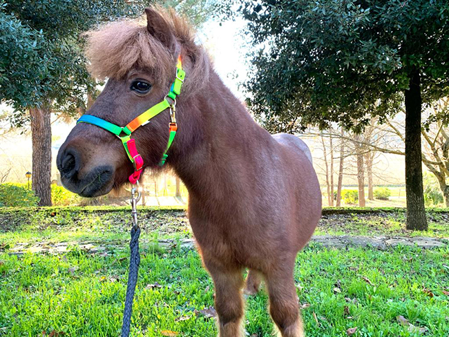 Pensione per cavalli ed escursioni a cavallo Avellino